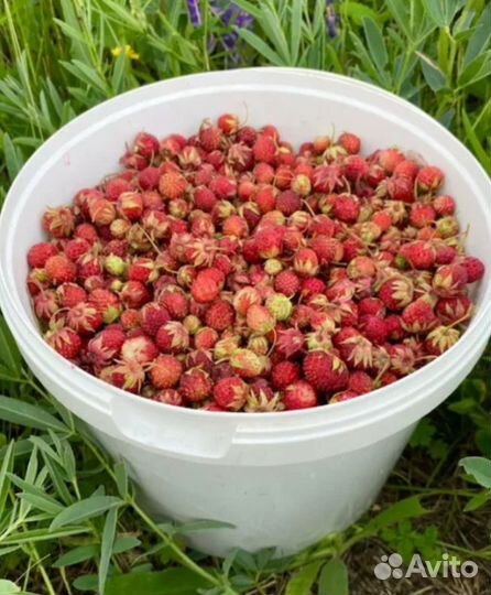 Клубника полевая