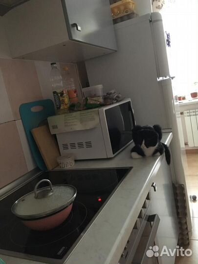 Котята в добрые руки бесплатно