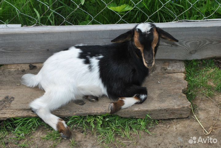 Камерунские козы