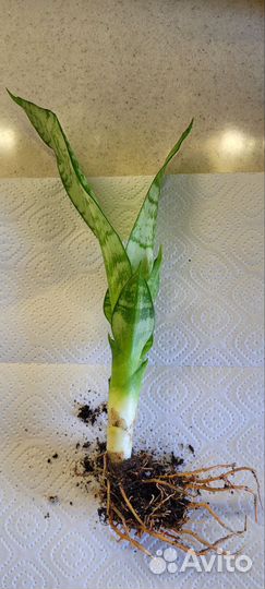 Сансевиерия футура вариегатная