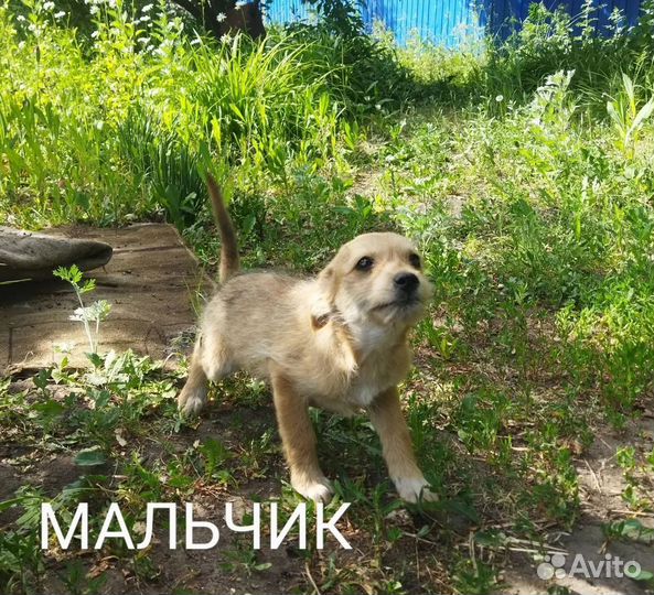 Щенки метисы, не крупные, 3 мес. и котик