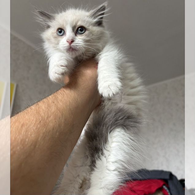 Рэгдолл котёнок