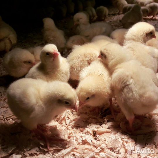 Цыплята: бройлеров. Спецкорма