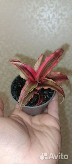 Криптантус Red Star