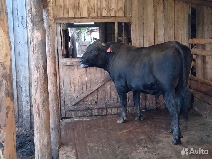 Продам быков на племя