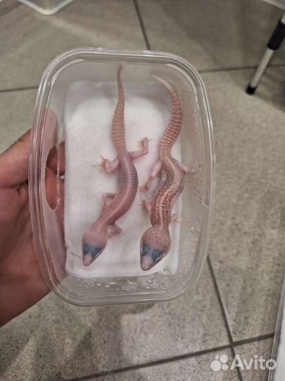 Геккон эублефар