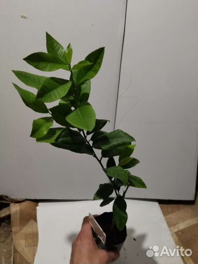 Цитрусовые