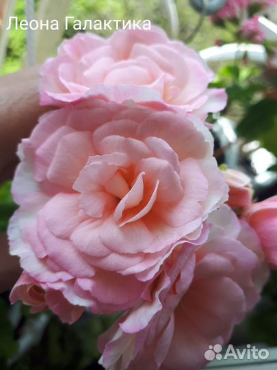 Герань пеларгония