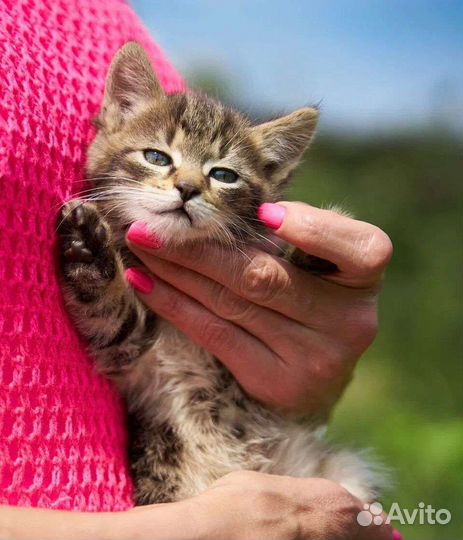 Котенок девочка 2,5мес