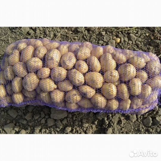 Продам картофель