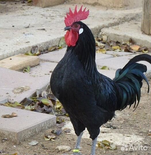 Молодые петухи