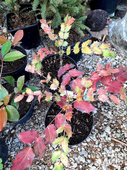 Магония японская