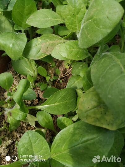 Рассада табака