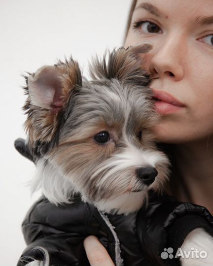 Вязка бивер йорк