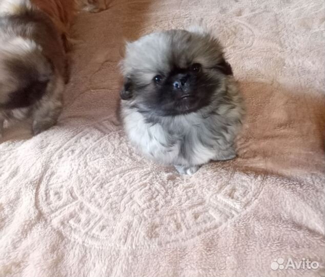Щенки пекинеса