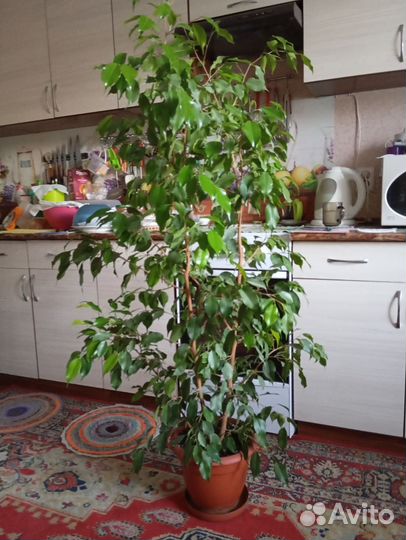 2 Фикуса, Бенджамина большие