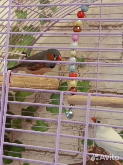 Амадины-Пара