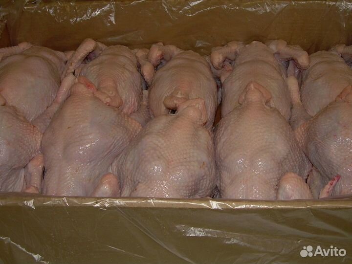 Куры фермерские