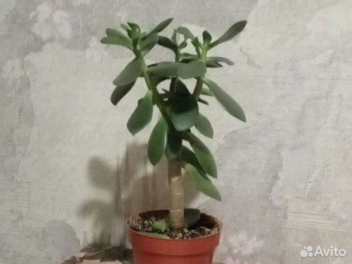 Толстянка, алоэ