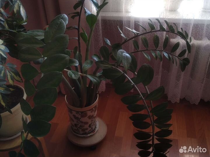 Замиокулькас