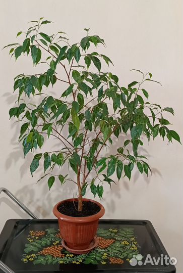 Фикус бенджамина