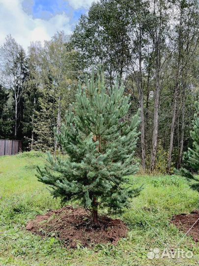 Сосна из питомника 6.65 М