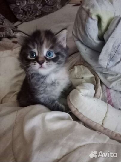 Котенок сибирский