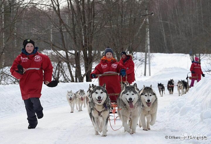Программа с катанием на хаски