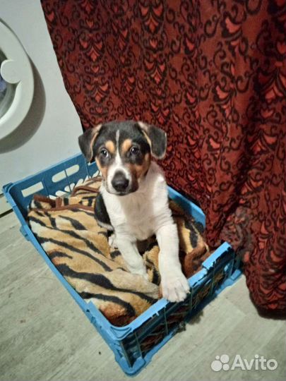 Отдам в добрые руки