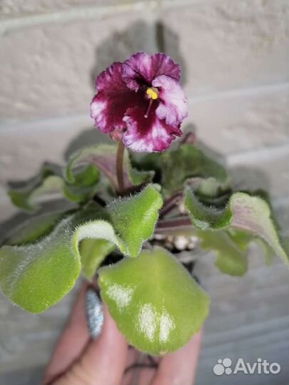 Фиалки сортовые