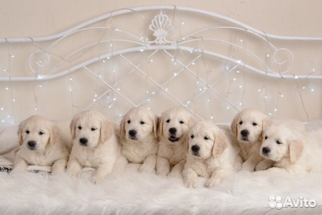 Роскошные красотки