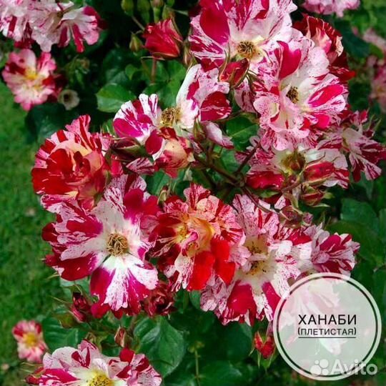 Саженцы плетистых роз