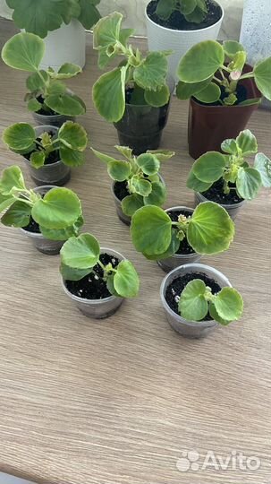 Бегония вечноцветущая махровая