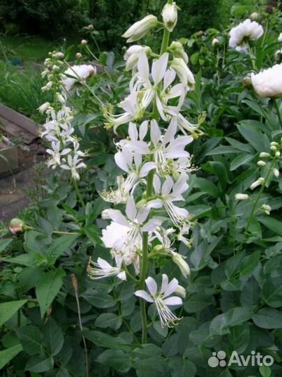 Ясенец белый. Неополимая купена