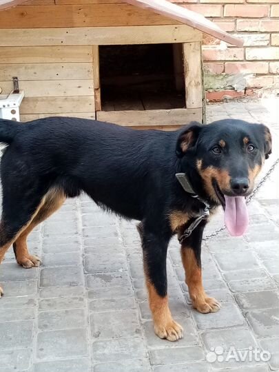 Сторожевой пёс