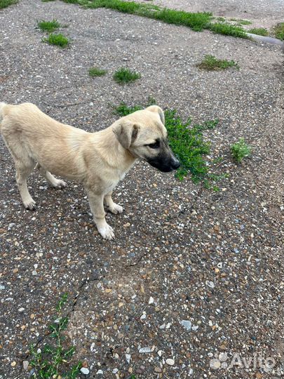 Собака в добрые руки отдам бесплатно