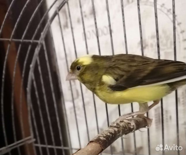 Канарейка с клеткой