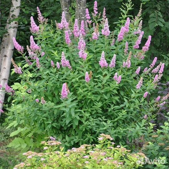 Астьльба, саженцы разных цветений