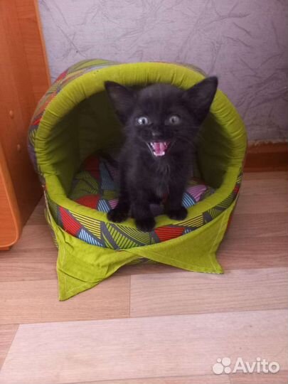 Черный котенок в добрые руки