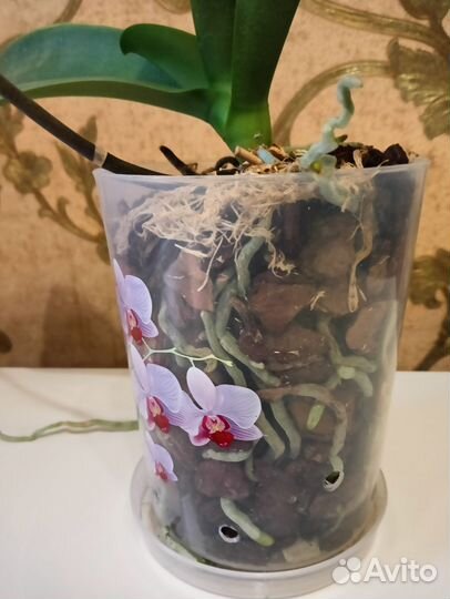 Орхидея фаленопсис