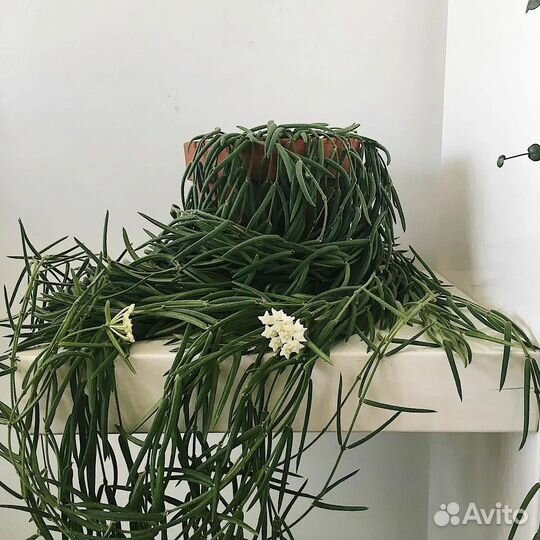 Хойя Линеарис