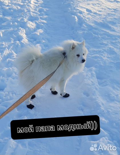 Японский шпиц, мальчик