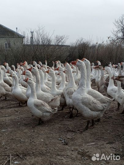 Инкубационное яйцо гусей Линда. Гусята