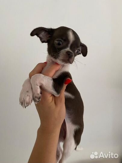 Щенки чихуахуа девочки