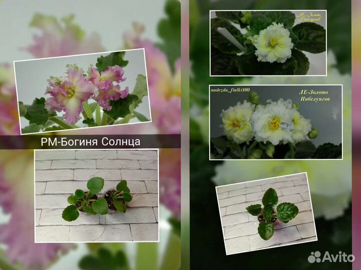 Фиалки сортовые