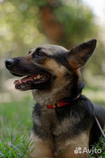 Метис немецкой овчарки
