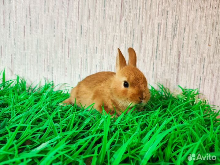 Декорактивный кролик - мини карликовый