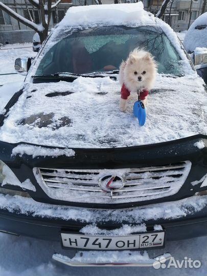 Шпиц