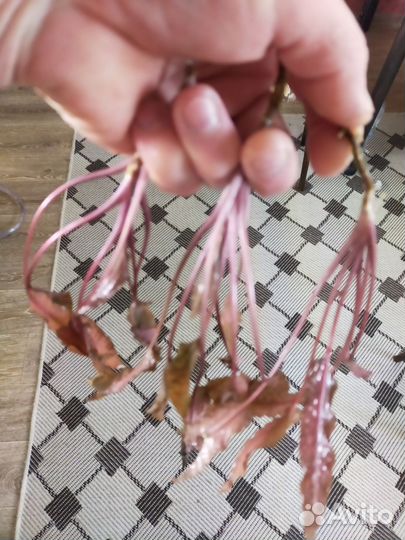 Аквариумные растения