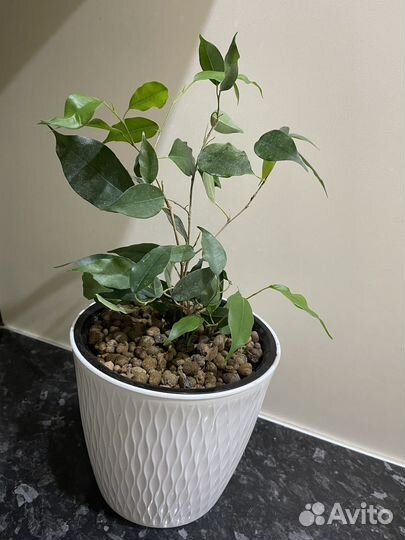 Бенджамина